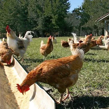 thumbnail for publication: Mycoplasma Gallisepticum - A Continuing Problem in Commercial Poultry